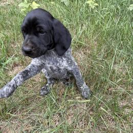 Girl 4 - female German Shorthaired Pointer puppy in Montague, Michigan from Temple Gun Dogs
