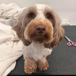 Cricket - Dachshund