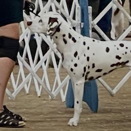 Dalmatians from Rhapsody Dalmatians