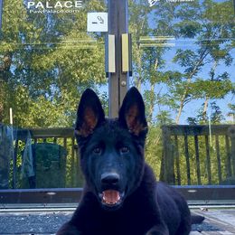 German Shepherd All Grown Up from Vom Stainherz kennels
