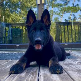 German Shepherd All Grown Up from Vom Stainherz kennels