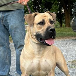 Duchess - Boerboel