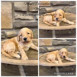 Boy 1 - Apricot male Goldendoodle puppy in Lyman, Wyoming from Backcountry Doodles