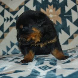 Boy 1 - Black and mahogany male Rottweiler puppy in Ethel, Washington from Titanenheim Rottweilers