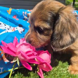 Theodore - Dapple male Dachshund puppy in Birmingham, Alabama from Mini Doxies Love