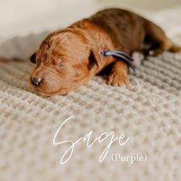 Sage - Red  female Goldendoodle puppy in Patterson, California from Dooling Doodles