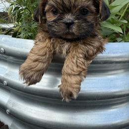 Shih Tzu Puppies from Jenny's Shih Tzus