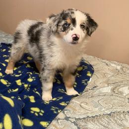 American Eskimo Dog, Miniature American Shepherd, and Miniature Australian Shepherd Puppies from Connie's American Eskimo Dogs and Mini Australian Shepherd Dogs
