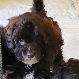 Hershey - Chocolate male Pomeranian puppy in Tyner, Kentucky from Tanner's Majestix Kennels