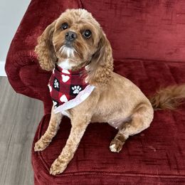 Domino - Cavapoo