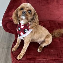 Domino - Cavapoo