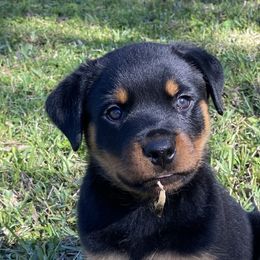German Shepherd, Pembroke Welsh Corgi, and Rottweiler Puppies from Blitzenhaus Working Dogs