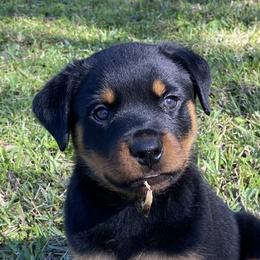 German Shepherd, Pembroke Welsh Corgi, and Rottweiler Puppies from Blitzenhaus Working Dogs