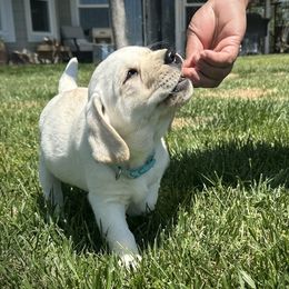 Aster - Yellow Labrador Retriever puppy in Parkfield, California from Varian Kennels