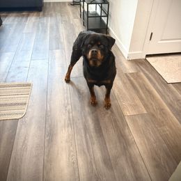 Oska Von Vello - Black and mahogany female Rottweiler puppy in Denver, Colorado from DR