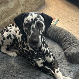 Dalmatians from St. Rocco's Dalmatians