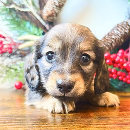 Honey 3500 - Cream female Dachshund puppy in Sylvania, Alabama from Yancey’s Doxies