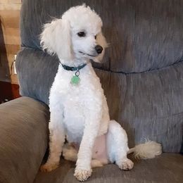 Ricki - Poodle