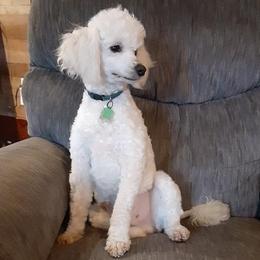 Ricki - Poodle