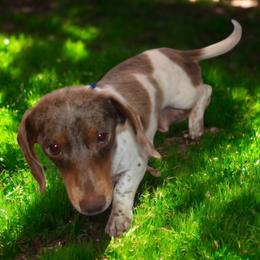 Pixie - Dachshund