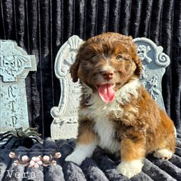 Vera - Red phantom female Aussiedoodle puppy in Vinemont, Alabama from Cotton Country Kennels