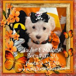 Taylor F Maltese - White female Maltese puppy in Silverhill, Alabama from Malteseuluv’s Tiny Treasurers
