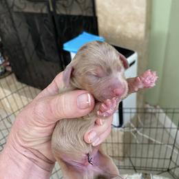 Kerry - Dapple male Dachshund puppy in Lake Mary, Florida from Lakeside Doxies