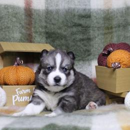 Pink - Black and white female Siberian Husky puppy in York, Pennsylvania from Spalla Pups