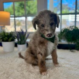 Susan - White and red merle female Bordoodle puppy in Valley Center, California from Circle R Valley Bordoodls
