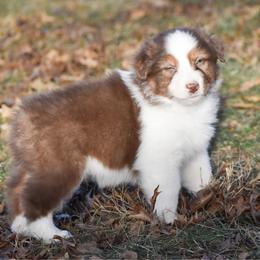 Utah - Red tri-color male Australian Shepherd puppy in Easton, Missouri from MMA Kennel
