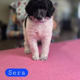 Sera - Parti female Poodle puppy in Blue Ridge, Georgia from Beltane Standard Poodles