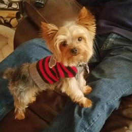 Harley - Yorkshire Terrier