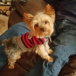 Harley - Yorkshire Terrier