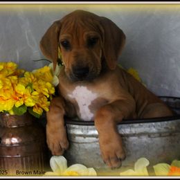 Brown Male - Rd whtn blk nose male Rhodesian Ridgeback puppy in Caldwell, Texas from Mardi Gras Rhodesian Ridgebacks