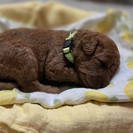 Labradoodle puppies from P&L Doodles