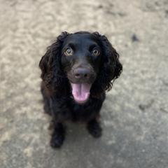 Dolly - Boykin Spaniel