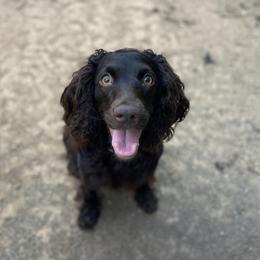 Dolly - Boykin Spaniel