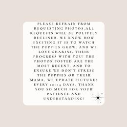 Boy 4 - Black and white male Border Collie puppy in Okeechobee, Florida from Cowtown Corgis & Border Collies