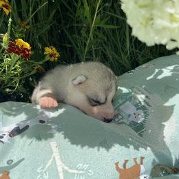 Girl 3 - Gray and white Siberian Husky puppy in Westfield, Vermont from Snowdancer Kennels, Reg