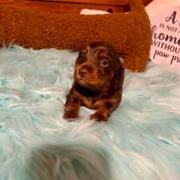 Hershey - Chocolate and tan male Dachshund puppy in Louisa, Kentucky from Mini Doxies of Eastern KY