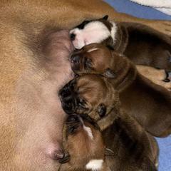 Staffordshire Bull Terrier Puppies from Stumptown SBTs