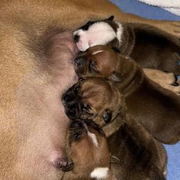 Staffordshire Bull Terrier Puppies from Stumptown SBTs