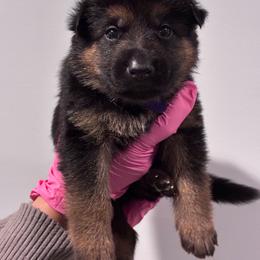 Connor Vom Haus Atreus - Black and tan male German Shepherd puppy in Waldorf, Maryland from Haus Atreus German Shepherds