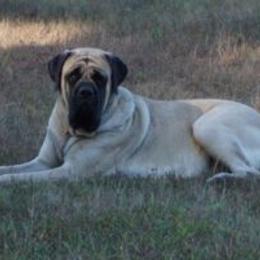 Sibby - Mastiff