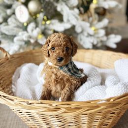 Goldendoodle Puppies from Proctor’s Petite Goldendoodles
