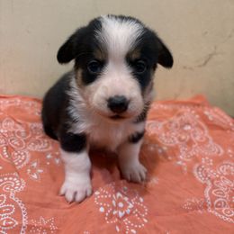 Wilson - Black and tan female Pembroke Welsh Corgi puppy in Pikeville, Tennessee from Rock Solid Ranch