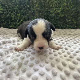 Phoenix - Black and white female Cardigan Welsh Corgi puppy in Clio, Michigan from Old Oak Cardigans