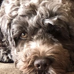 Bubbala - Portuguese Water Dog