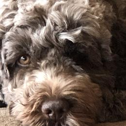 Bubbala - Portuguese Water Dog