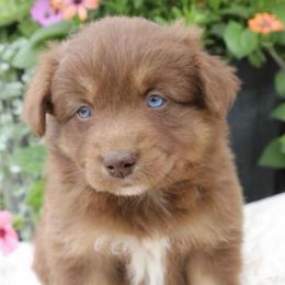 Tula - Red tri-color female Australian Shepherd puppy in Hillsboro, Ohio from Sugar Grove Farms